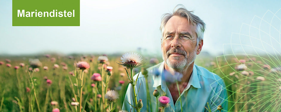 Mariendistel